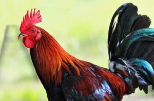 Review of handicap rules in cockfighting