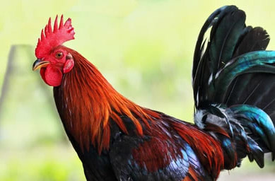 Review of handicap rules in cockfighting