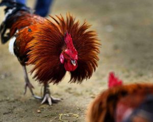 Live cockfighting Thomo 24/7 dramatic to the point of breathlessness